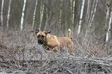 CANE CORSO 754